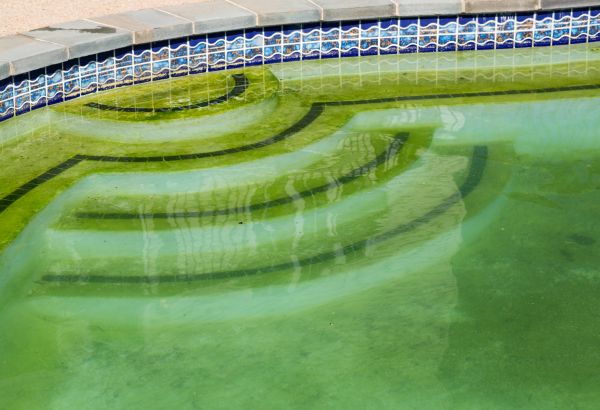 Cost of Pool Deck Algae Removal in Novato